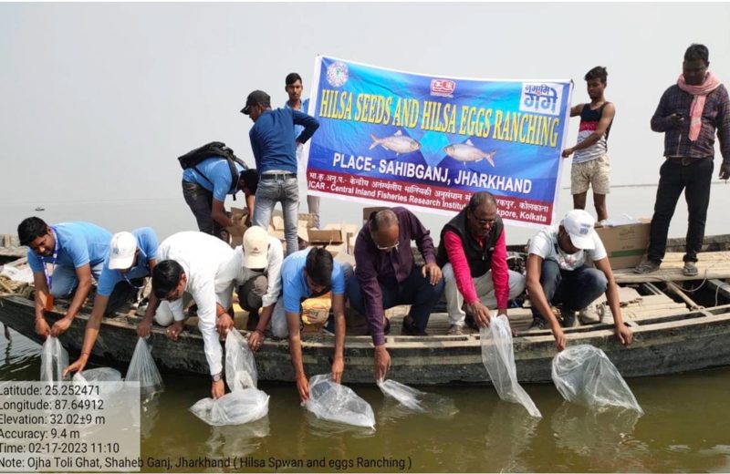 गंगा नदी में हिलसा मछली के संरक्षण और पुनर्स्थापन हेतु रैंचिंग :  एक मिशन मोड दृष्टिकोण